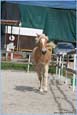 vendita haflinger