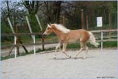 vendita haflinger
