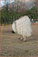vendita haflinger