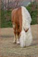 vendita haflinger