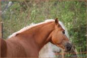 vendita haflinger