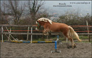 vendita haflinger stalloncino