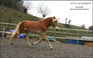 vendita haflinger stalloncino