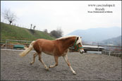 vendita haflinger stalloncino