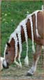 vendita haflinger