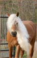 vendita puledri haflinger