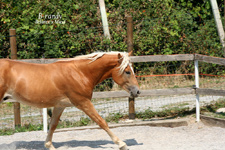 vendita haflinger