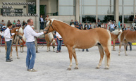 vendita haflinger