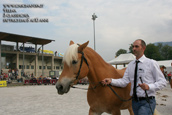 vendita haflinger