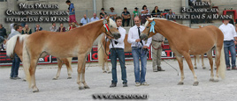 mostra haflinger
