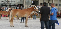 vendita haflinger