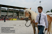 clusone haflinger