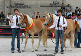 camionessa e iserva haflinger