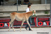 vendita haflinger