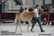 vendita haflinger