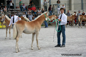 vendita haflinger