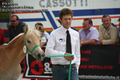 vendita haflinger