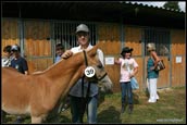 vendita haflinger