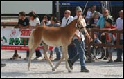 vendita haflinger