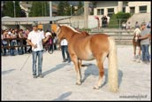 haflinger bergamo