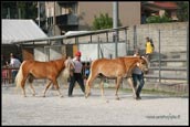 vendita haflinger