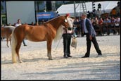 vendita haflinger