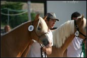 haflinger