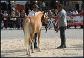vendita haflinger