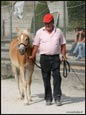 vendita haflinger