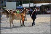clusone cavalli