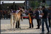 premiazione clusone haflinger