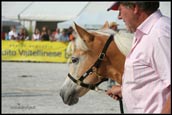 cavallo moderno