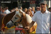 vendita haflinger morfologia
