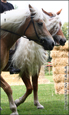 vendita haflinger