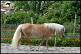 vendita haflinger