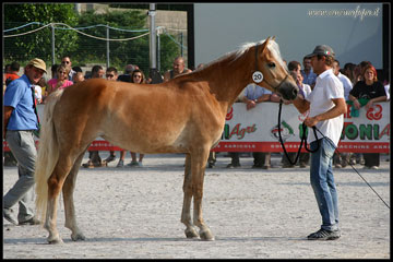 campionessa haflinger