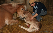 puledrino nato haflinger