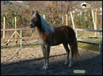 cavallo avelignese