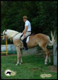 prove attitudinali haflinger