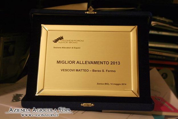 miglior allevamento