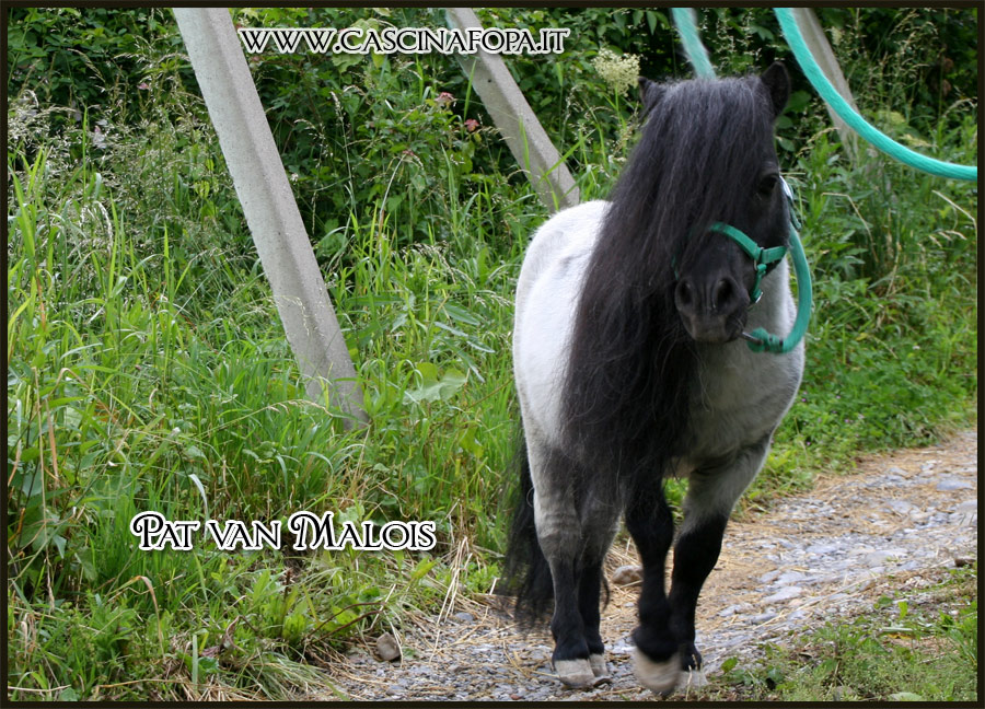 minishetland