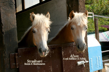 vendita haflinger