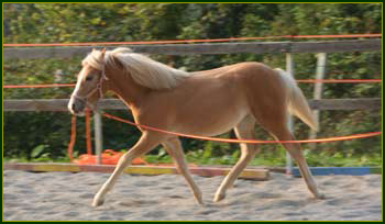 puledra haflinger