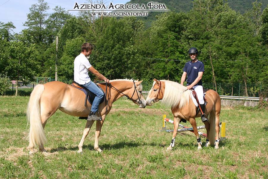 haflinger salto ostacoli