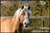 vendita haflinger