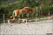 salto haflinger