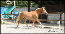 trotto haflinger