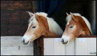 vendita 2 haflinger