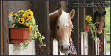 vendita haflinger