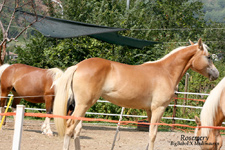 haflinger e avelignsei